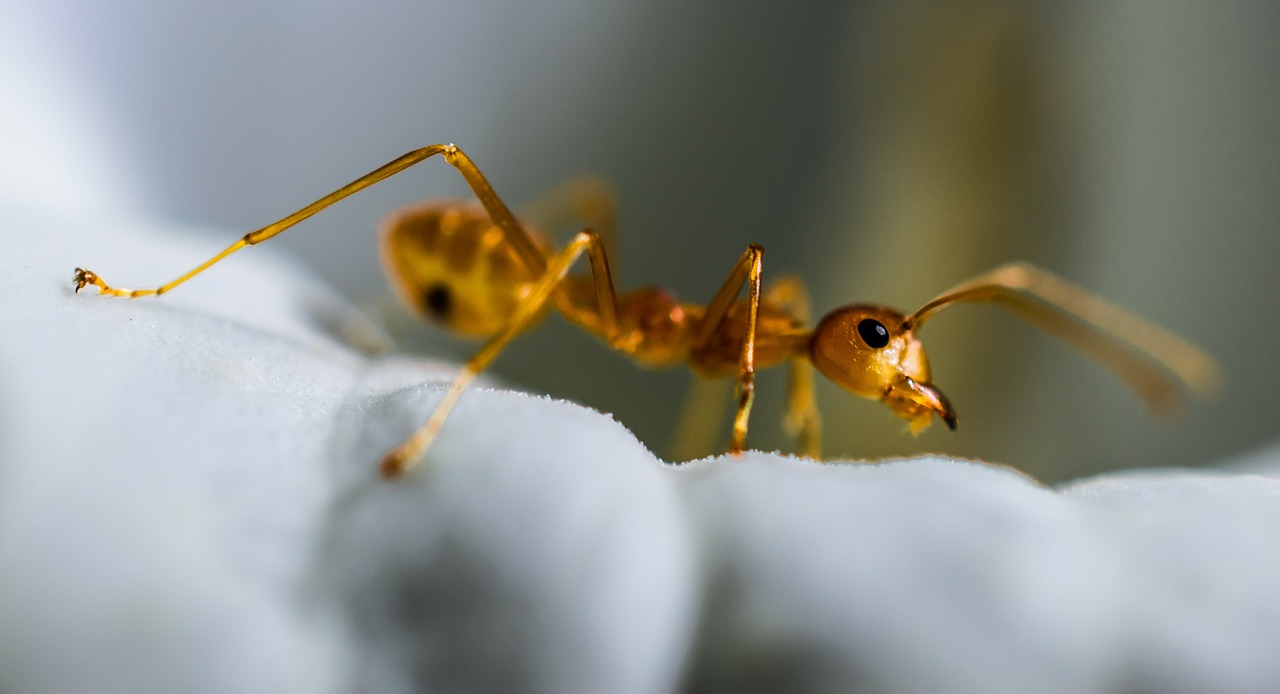 Qual a formiga mais inteligente?
